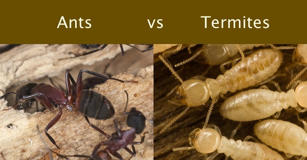 How To Distinguish Between Termites And Ants? - The Canadian Flooring